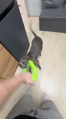 Pit bull plays with green ring toy at home in Perm