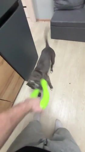 Pit bull plays with green ring toy at home in Perm