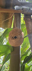 Daily life documented in Vallecito, Venezuela through nature and culture