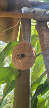 Daily life documented in Vallecito, Venezuela through nature and culture