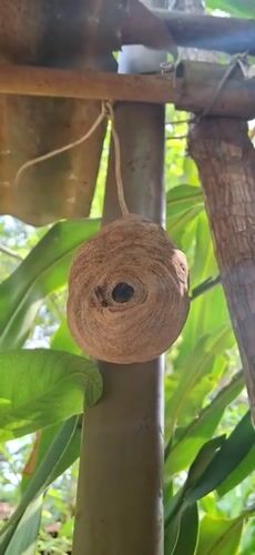 Daily life documented in Vallecito, Venezuela through nature and culture