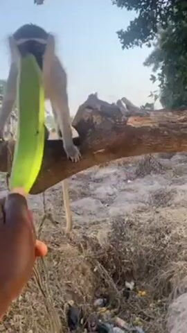 The video shows a monkey perched on a tree branch. A person's hand offers the monkey a large, green, unripe plantain. The monkey takes the plantain and sits down on the branch, holding it in both hands. The monkey begins to eat the plantain. The environment includes dry grass, litter, a tree, and a clear, blue sky.