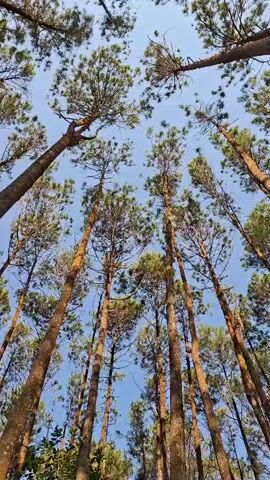 This is a vertical, low-angle shot looking up at a canopy of tall pine trees against a clear blue sky. The trees are densely packed, with their thin, brown trunks stretching upwards and their green needles forming a textured ceiling. The sunlight filters through the branches, creating patches of light and shadow on the tree trunks. There is no visible sign of human activity or any other objects in the frame besides the trees and the sky. The video appears to be a static shot, with no apparent movement or animation.