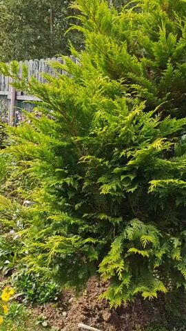 The video shows a close-up view of a green, coniferous tree with a wooden fence visible in the background. The tree's branches are dense and appear to be slightly golden in color. The lighting suggests it is daytime.