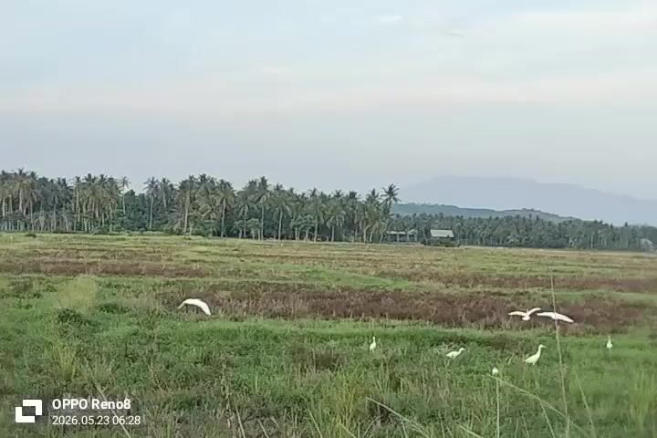 The video shows a wide, flat field, possibly a rice paddy, with a mix of green grass and brown, barren patches. Several white birds, possibly egrets, are scattered across the field, some standing still, others flying. In the background, there is a dense line of tall coconut trees and a few simple buildings, suggesting a rural or agricultural setting. Distant, hazy mountains are visible on the horizon. The sky is overcast and pale. The video is stamped with the date "2026.05.23" and the device "OPPO Reno8".