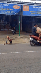 Motorcycle rider passes plastic shop, monkey rides scooter in Winong
