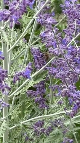 A close-up video focuses on a flowering plant with clusters of small purple flowers and silvery-green leaves. The plant's stems are light gray and woody. The background is blurred, showing more of the plant and hints of green foliage. The camera appears to be held steady, with no discernible movement. The lighting suggests it is daytime, possibly outdoors.