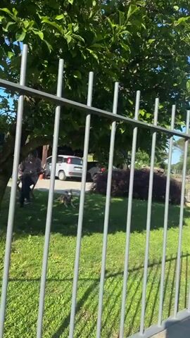 The video shows a gray metal fence, and beyond it, two dogs are in a grassy area with a tree and a burgundy shrub. One dog is white, and the other is brown. A man is visible standing by the tree. There are cars parked in the background.