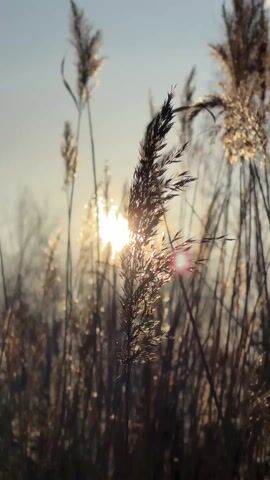 The video shows tall, dry reeds against a bright sun in a clear sky. The sun is shining through the reeds, creating a silhouette effect. The reeds are brown and golden in color, and they sway gently in the wind. There are indistinct voices audible.