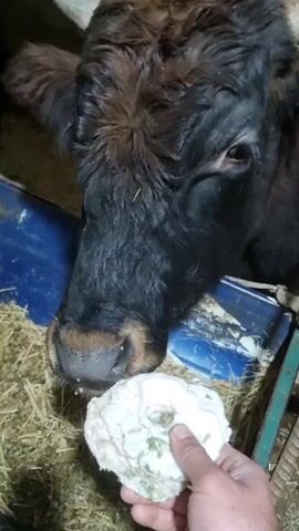 A close-up video shows a person holding a white, layered, roughly round object towards a large, dark-colored cow with horns. The cow is confined in what appears to be a barn or stable, with straw visible on the ground. A blue container or trough is in the background. The cow's face fills the frame, and it appears to be looking at the object. The person's hand is holding the object steady, seemingly offering it to the cow.