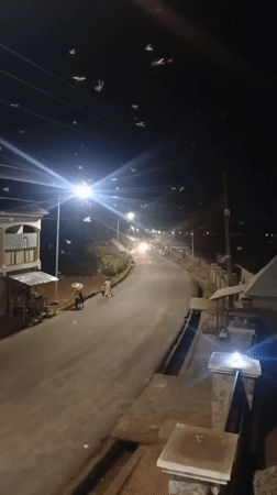 Insect swarm overwhelms streetlights in Nigerian town evening