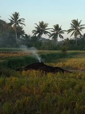 The video shows a pile of dark, organic material in a field. Smoke is rising from the top of the pile, indicating that it is smoldering. The field is filled with dry grass and appears to be a harvested rice paddy. In the background, there are several palm trees and lush green vegetation. The sky is clear and a pale blue, suggesting it is either early morning or late afternoon. The overall impression is a rural, agricultural setting. No people are visible in the frame.