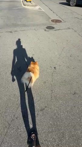The video shows a person walking a Pomeranian dog on a leash on a paved surface. The person's shadow, cast by the sun, is long and stretches across the pavement. In the background, a Shell gas station with its distinctive red and yellow canopy is visible, as is a McDonald's sign. The sky is clear and blue. The scene appears to be a typical sunny day at a roadside stop.