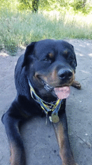 Woman takes morning walk with decorated Rottweiler in Ukrainian park