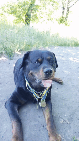 Woman takes morning walk with decorated Rottweiler in Ukrainian park