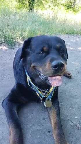 Woman takes morning walk with decorated Rottweiler in Ukrainian park