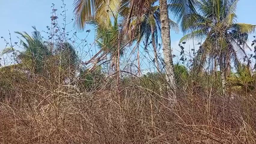 The video shows a close-up view of dry, brown vegetation in the foreground, with palm trees and a clear blue sky in the background. The vegetation appears to be dead or dormant, with many thin, brittle stems and leaves. The palm trees are tall and slender, with their fronds swaying slightly in the breeze. The sky is a bright, cloudless blue. The scene suggests a dry, possibly tropical environment. There are no people or animals visible in the video. The camera appears to be stationary, with no significant panning or zooming. The lighting is natural and suggests daytime.