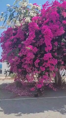 The video shows a bougainvillea bush in full bloom. The bush has two main colors of flowers: vibrant pink and white. The bush is large and bushy, with the flowers cascading down towards the ground. The ground beneath the bush is covered in fallen petals. The bush is situated outdoors, with a paved surface in the foreground, possibly a road or parking lot. In the background, there is a building and a clear blue sky. The video is shot from a stationary position, capturing the full bush.