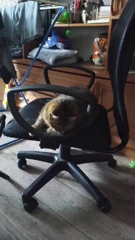 A medium shot captures a tabby cat with brown, black, and tan fur sitting on a black rolling office chair. The cat is facing left, with its head turned towards the viewer. Its ears are perked, and its eyes are open. The chair is on a light brown wooden floor, and the background is blurred. There is a wooden dresser with various items on it behind the chair. A green ball is visible on the floor to the right of the chair. The video is shaky and appears to be recorded by someone walking.