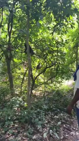 The video shows a group of four people walking along a dirt path in a dense forest. The person in the foreground is wearing a white t-shirt, blue jeans, and a brown baseball cap, with a blue sweater slung over their shoulder. Moving away from the camera, the next person is wearing a dark blue t-shirt and jeans, with their hair in cornrows. The person in the rear is wearing a bright yellow t-shirt, jeans, a straw hat, and a fanny pack, and is taking photos with a smartphone. In the trees to the left, monkeys are visible. The lighting is bright, creating dappled shadows through the canopy.