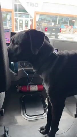 A black dog stands inside a vehicle, looking towards the camera. The dog's head is tilted to the left. In the background, through the vehicle's windows, a gas station is visible with cars and trucks. Inside the vehicle, a fire extinguisher is visible on the floor. The dog's paws are on the floor mat. The camera pans slightly to the right, showing the dog's body and the interior of the vehicle, including the steering wheel and dashboard. The dog looks to the right and then back towards the camera. The video ends with a close-up of the dog's face.