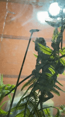 Pet reptile and small mammal videos captured in rural Russia