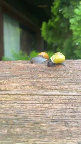 Two snails are positioned on a weathered wooden surface. One snail, to the left, has a brownish-orange shell and is facing left. The other snail, to the right, has a yellow shell and is facing right. The background is blurred, showing green foliage and a hint of a structure.