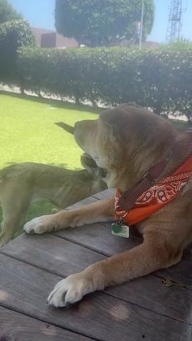 The video shows two dogs in an outdoor setting. A medium-sized, light-brown dog wearing an orange bandana lies on a wooden picnic table with its paws extended. The dog is looking to the side, toward a second dog that is standing on the grass nearby. The background includes a green lawn, a trimmed hedge, a tree, and a metal tower in the distance under a clear, sunny sky. A key rests on the table next to the dog. A person is heard speaking.
