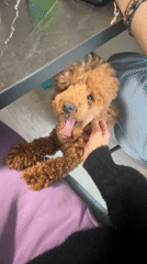 Woman and poodle share tender moments during Saint Petersburg shopping trip