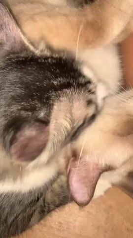 A close-up video shows two cats lying close together. One cat is black and white and appears to be grooming the other, a tan and brown tabby. The tabby seems to be relaxing while being groomed. The video is shot from a close overhead perspective, showing details of the cats' fur and faces.