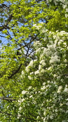 Spring blooms documented across Saint Petersburg parks and conservatories