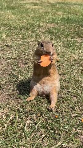 A small, brown prairie dog stands upright on a grassy field, holding a slice of orange carrot in its paws and appears to be eating it. The prairie dog is facing the camera directly. The background is blurred green grass with scattered patches of dry leaves. The lighting suggests it is daytime, likely sunny.