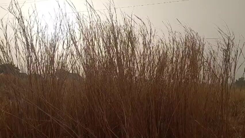 The camera is positioned at eye-level, focusing on tall, brown, dense grass. The grass blades sway gently in what appears to be a breeze. The sky is overcast with the sun shining brightly behind the clouds, creating a diffused light. The foreground is occupied by the grass, while the background shows faint hints of distant trees and possibly buildings. There are power lines visible at the top of the frame. The overall scene is a natural, outdoor setting with a focus on the movement of the grass.