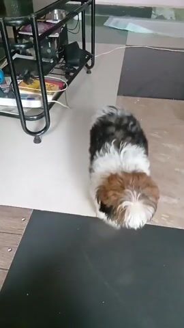 The video shows a small dog from an overhead perspective. The dog is standing on a dark gray mat that is placed on a tiled floor with beige and black tiles. The dog has white, black, and brown fur. A metal cart with items on it is visible in the background. The dog remains still throughout the duration of the video.