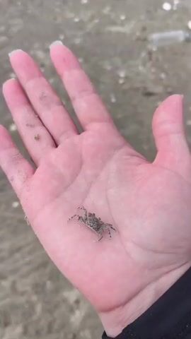 A close-up video shows a person's open palm with a tiny crab resting on it. The crab is brown and grey with visible legs and antennae. The background is blurred, but appears to be a beach with sand and some debris. A small speck, possibly another tiny creature, is visible on the person's thumb. The video is shaky and appears to have been filmed handheld.