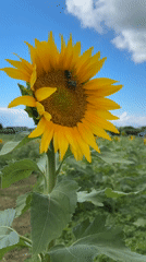 Bridgehampton farm at peak harvest: sunflowers, pumpkins, and apples