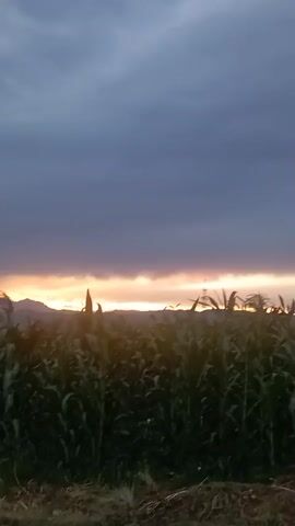 The video pans across a field of tall green corn stalks, revealing a landscape under a dramatic cloudy sky at dusk. The sun is setting behind distant mountains, casting a warm orange glow along the horizon. The clouds are dark and heavy, suggesting impending rain. In the foreground, dry grass and dirt are visible. There is an old, rusty barrel to the right of the frame. The camera moves from left to right, capturing the expanse of the cornfield and the twilight sky.