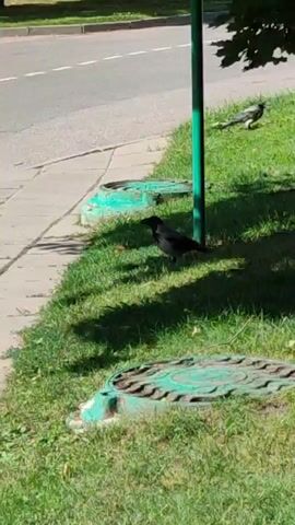 A black bird with a grey back and white underwings stands on green grass next to a green pole. In the background, a road with a white line is visible. In front of the bird and to its left are two circular green metal covers embedded in the grass. To the right of the pole, the shadow of tree leaves falls on the grass. Another bird, also grey and white, is visible in the background, further away from the pole and to the right. The scene appears to be outdoors on a sunny day.