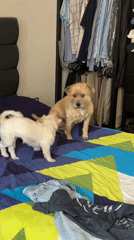 Dogs playing at home in Puebla residential areas