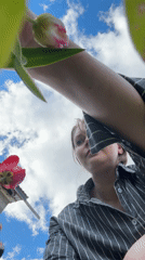 Woman gathers tulip bouquet under blue skies in Aksay, Kazakhstan