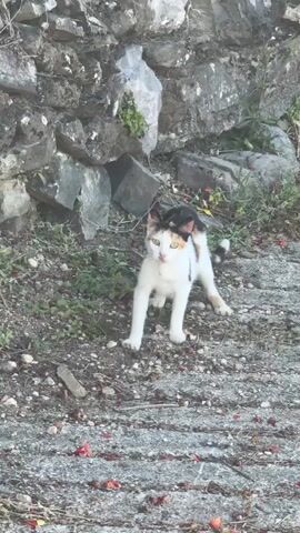 A calico cat stands on a concrete path in front of a stone wall. A small black kitten is on the calico cat's back. The calico cat has white, black, and orange markings. The kitten is mostly black. There is green vegetation growing around the base of the wall. There are small red objects scattered on the concrete path, possibly fallen flower petals or fruit. The lighting suggests it is daytime.