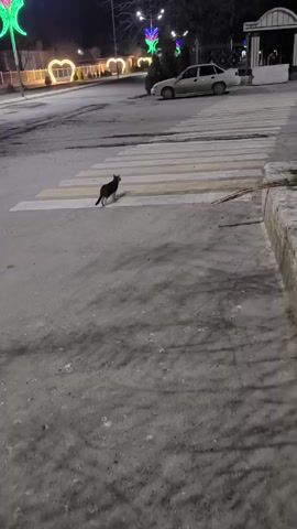 The video shows a black cat walking on a pedestrian crosswalk at night. The crosswalk is marked with alternating yellow and white stripes. In the background, there is a white car parked on the street, street lights, and heart-shaped light decorations. On the right side of the frame is a short stone wall. The ground is a grey asphalt surface. The cat walks from the left side of the frame towards the right, pauses in the middle of the crosswalk, and then continues walking.