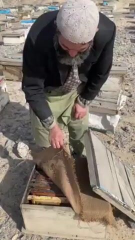 A man with a beard and a white knit cap stands in a field of beehives. He is wearing a black jacket, a patterned shirt, and an apron over light green pants. He bends over an open beehive, lifting a piece of burlap to reveal honeycombs inside. The beehives are rectangular wooden boxes scattered across a barren, rocky landscape under a bright sky.