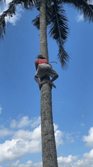 Man climbs palm tree with rope assistance in Indonesia