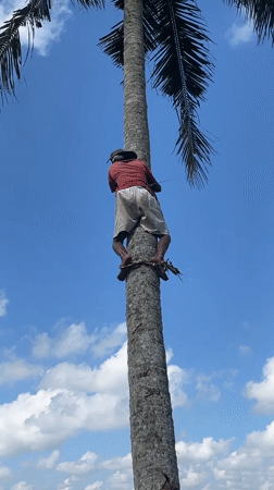 Man climbs palm tree with rope assistance in Indonesia