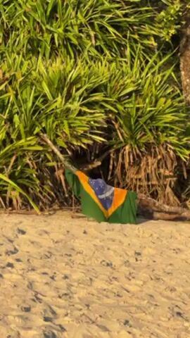 The camera is static, capturing a beach scene with a Brazilian flag draped over a tree branch next to a patch of spiky green plants. The sand is light and warm, reflecting sunlight. The flag is partially obscured by the branch and foliage.