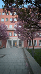 Cherry blossoms frame pink building in Munich