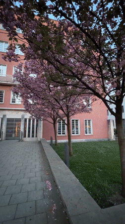 Cherry blossoms frame pink building in Munich