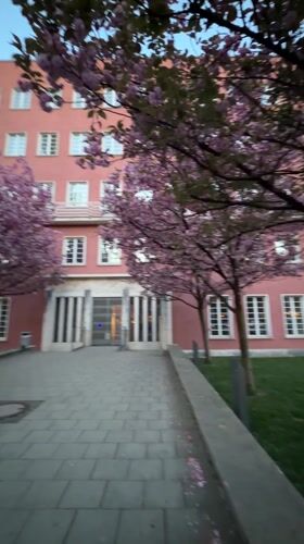 Cherry blossoms frame pink building in Munich