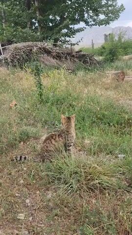 A spotted cat sits in tall grass, facing away from the camera and looking towards a blurry area in the distance. The cat is a tabby with black stripes and a striped tail. The background includes trees, dry brush, and mountains. The lighting suggests it is daytime.